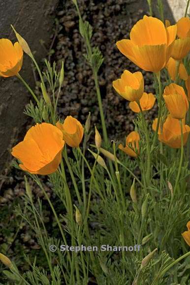 eschscholzia caespitosa 5 graphic